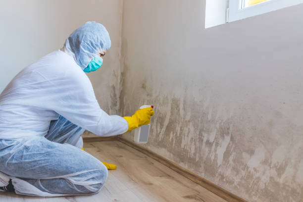 Licensed Mold Remediation service in Virginia, VA - WQB Mold Removal